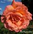 Banco rose photo
