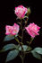 Bella Diana rose photo