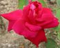 Madame Virgilio Pirola rose photo
