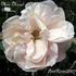 Madame Marcel Delanney rose photo
