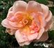Madame J.B. Croibier rose photo