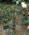 Alaska rose photo