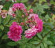 Frau Anna Pasquay rose photo