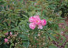 Louise Walter rose photo
