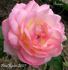 Baiser rose photo