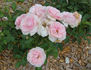 Louise Pommery rose photo