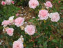 Messara rose photo