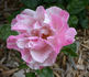 Comtesse Brigitte de la Rochefoucauld ® rose photo
