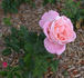 Belle Strasbourgeoise rose photo