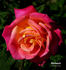 Patchwork rose photo