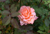 École d'Ecully® rose photo