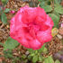 Etoile Rouge rose photo