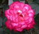 Flushing Meadow rose photo