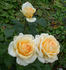 Emperor rose photo