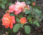 Janina ® rose photo