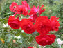 Stadt Eltville rose photo