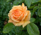 Golden Lady rose photo