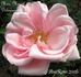 Madame Marcel Delanney rose photo
