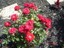 Feisty ™ rose photo