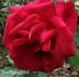 Madame Georges Petit rose photo