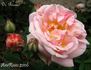 Dr. Ricaud rose photo