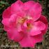 Eternité rose photo