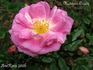 Madeleine Orosdy rose photo