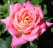 Patchwork rose photo