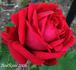 Monsieur Journaux rose photo