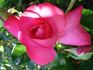 Ville de Liffré rose photo