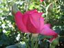 Ville de Liffré rose photo