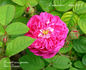 Dumortier rose photo