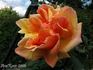 Marquesa de Urquijo Cl. rose photo