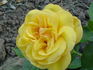 Kabuki ® rose photo