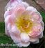 Docteur Ricaud rose photo
