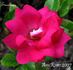 Excellens rose photo