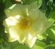 Sunshine Sally rose photo