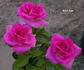Here's Sam rose photo
