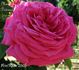 Madame Charles Détraux rose photo