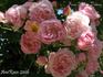 Frau Helene Videnz rose photo