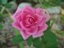 Rod Stillman rose photo