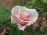 Oyster Pearl rose photo