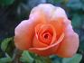 Jack's Wish rose photo
