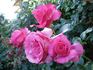 Ville de Liffré rose photo