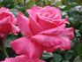 Ville de Liffré rose photo