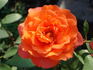 Metanoia rose photo
