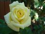 Ards Beauty rose photo