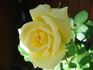 Ards Beauty rose photo