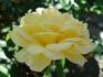 Breathtaking rose photo
