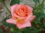 Tropical Amazone ™ rose photo
